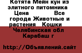 Котята Мейн-кун из элитного питомника › Цена ­ 20 000 - Все города Животные и растения » Кошки   . Челябинская обл.,Карабаш г.